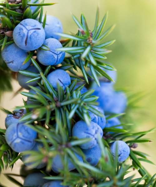Juniper Tree Favour - Trees by Post