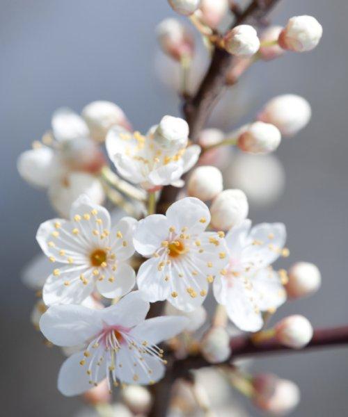 Cherry Plum Tree Gift - Trees by Post