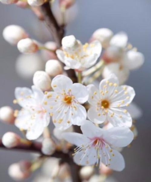 Cherry Plum Trees - Prunus cerasifera - Trees by Post