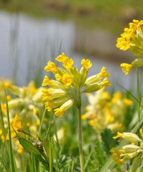 Cowslip - Primula veris - Trees by Post