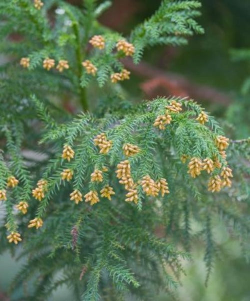 Japanese Cedar - Cryptomeria japonica - Trees by Post