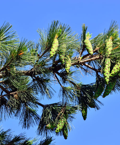 Macedonian Pine - Pinus peuce - Trees by Post