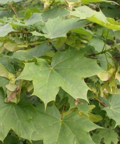 Norway Maple Trees - Acer platanoides - Trees by Post