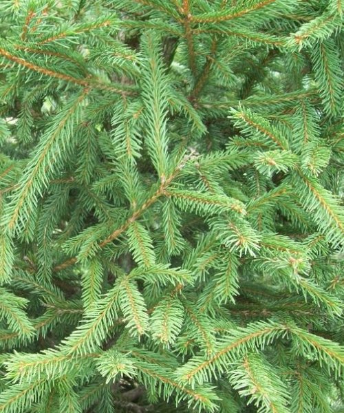 Norway Spruce Favour - Trees by Post
