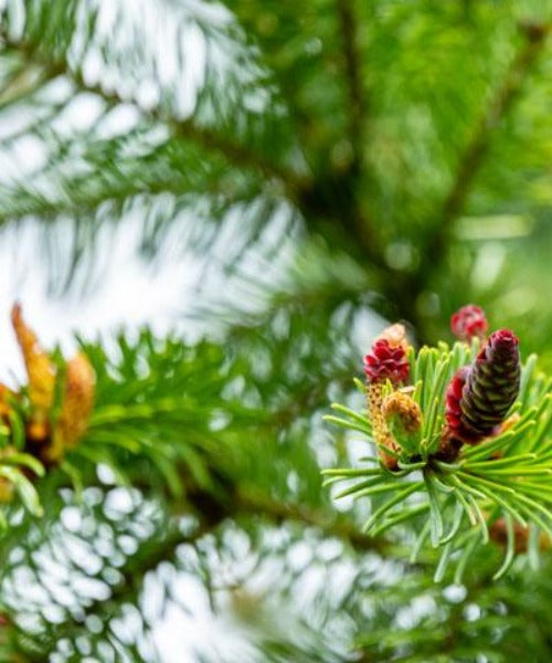 Serbian Spruce - Picea omorika - Trees by Post