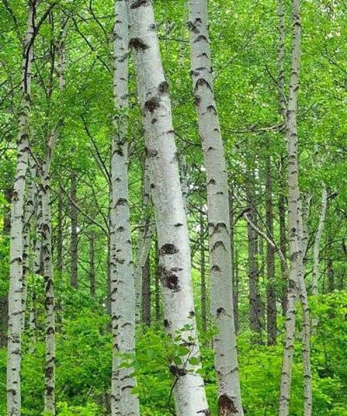 Silver Birch Trees - Betula pendula - Trees by Post