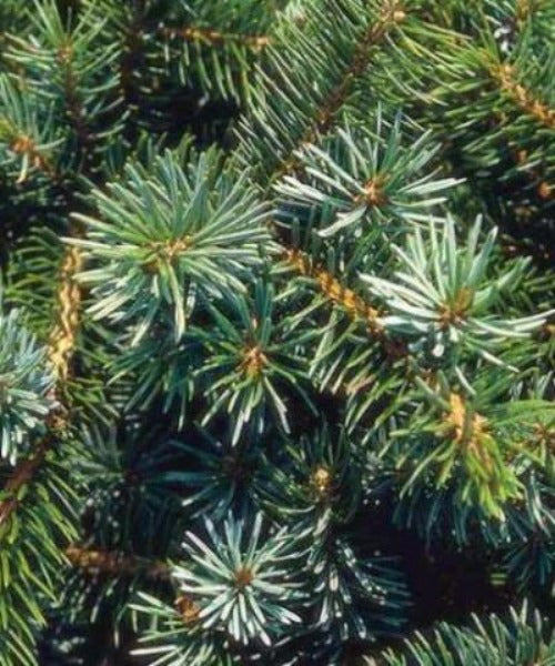 Sitka Spruce Trees - Picea stichensis - Trees by Post