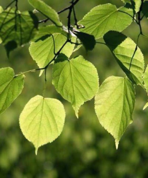 Small Leaved Lime Trees - Tilia cordata - Trees by Post