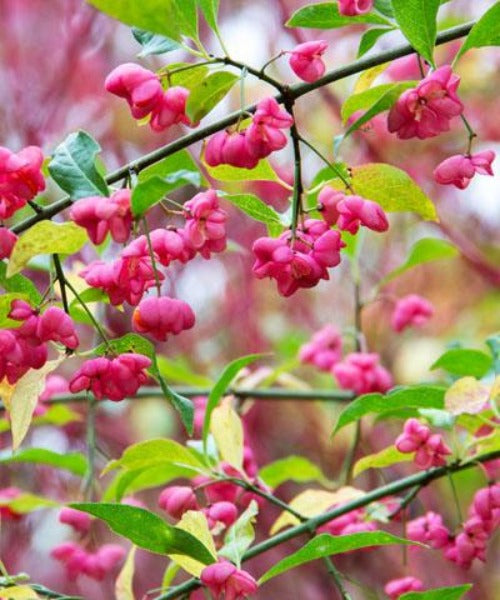 Spindle - Euonymus europaeus - Trees by Post
