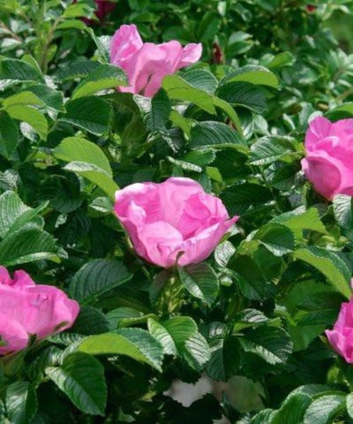 Ramanus Rose Hedging - Rosa rugosa - Trees by Post