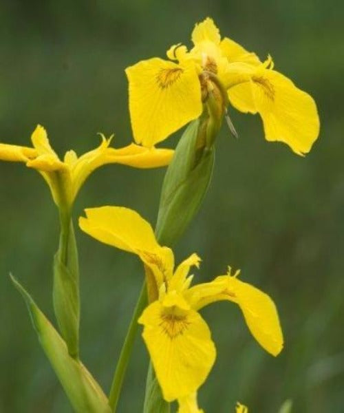 Yellow Flag Iris - Iris pseudacorus - Trees by Post