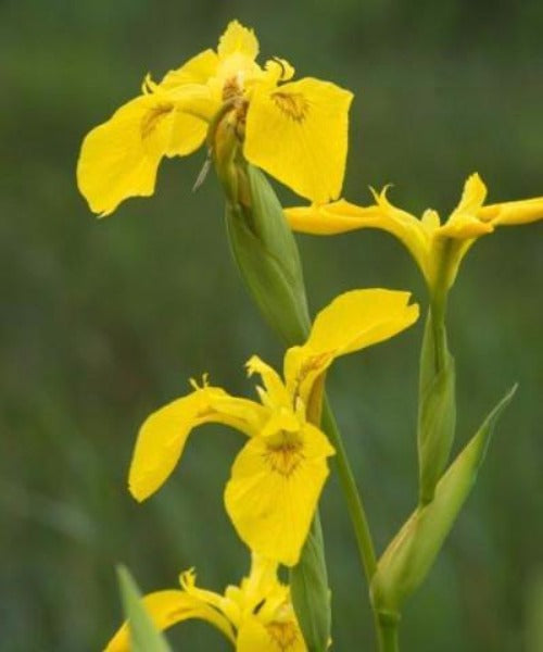 Yellow Flag Iris - Iris pseudacorus - Trees by Post
