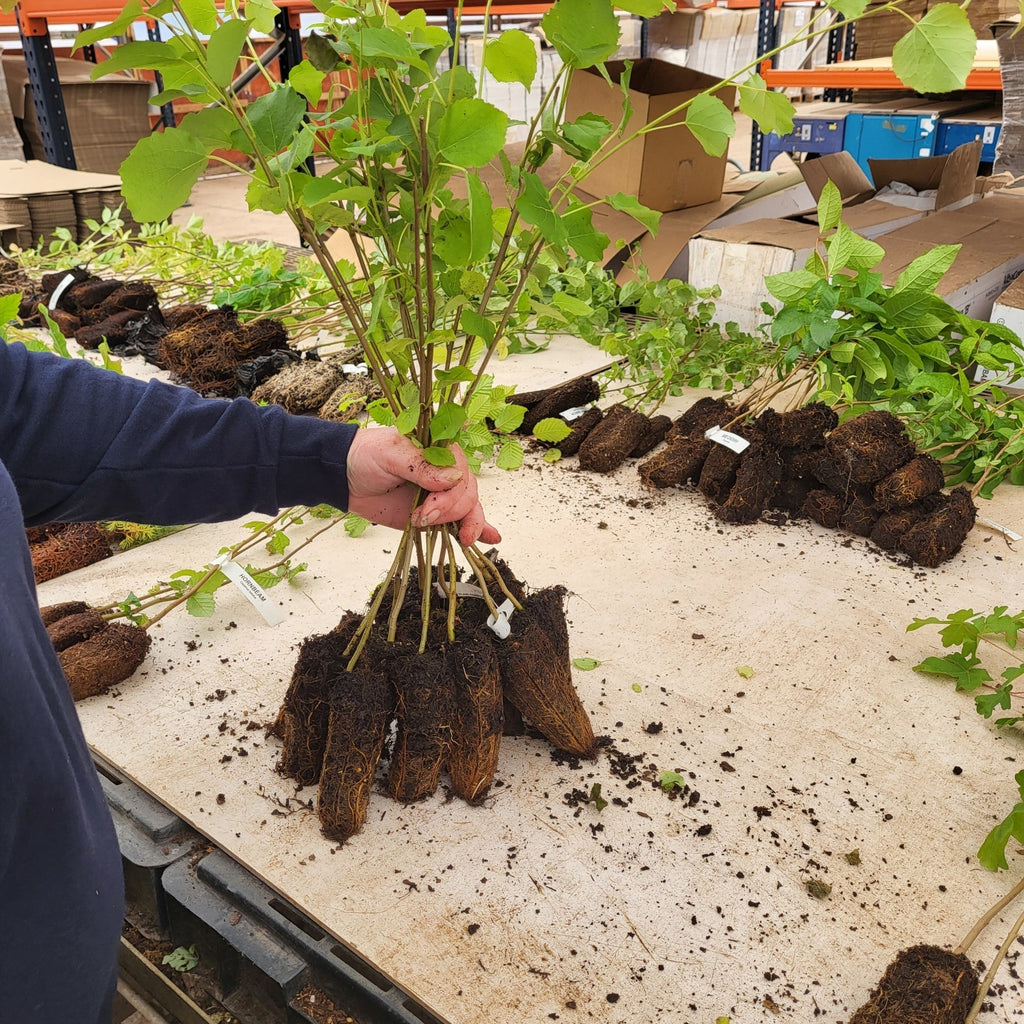 A Simple Guide to Planting and Caring for Cell-Grown Trees