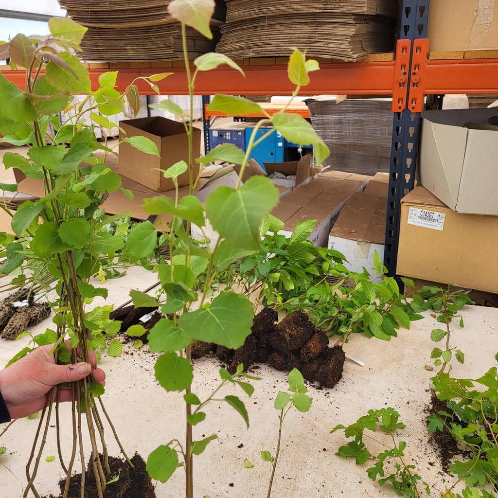Aspen Cell Grown Tree Seedlings