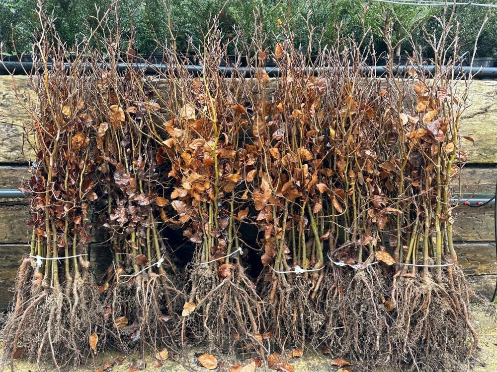 Problems with Bare root hedging plants and saplings