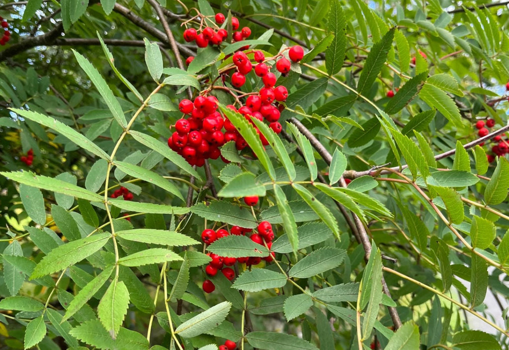Rowan Tree Berries - Sorbus Aucuparia