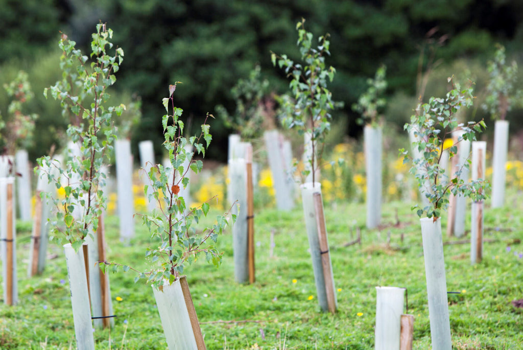Funding & Grants available for Tree Planting in England, Scotland, Wales & Northern Ireland
