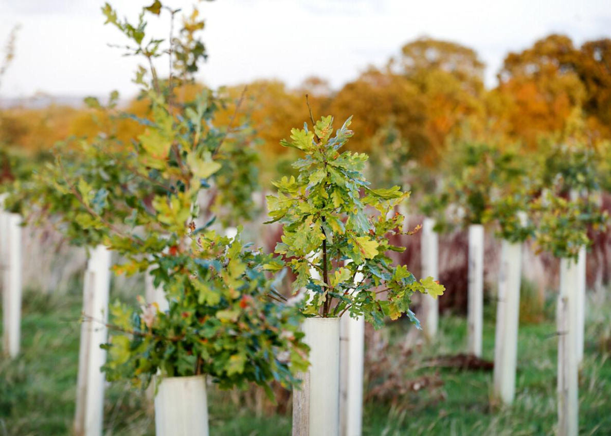 Pretty Sapling Best Time to Plant Tree Saplings in the UK | Autumn & Spring Tips