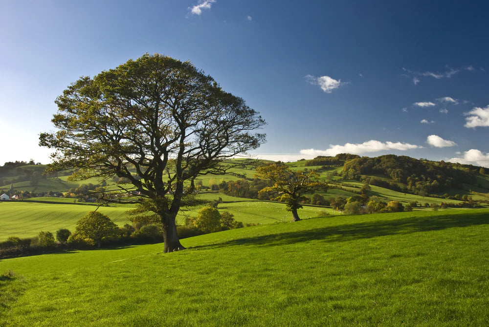 When's the best time of year to plant trees?