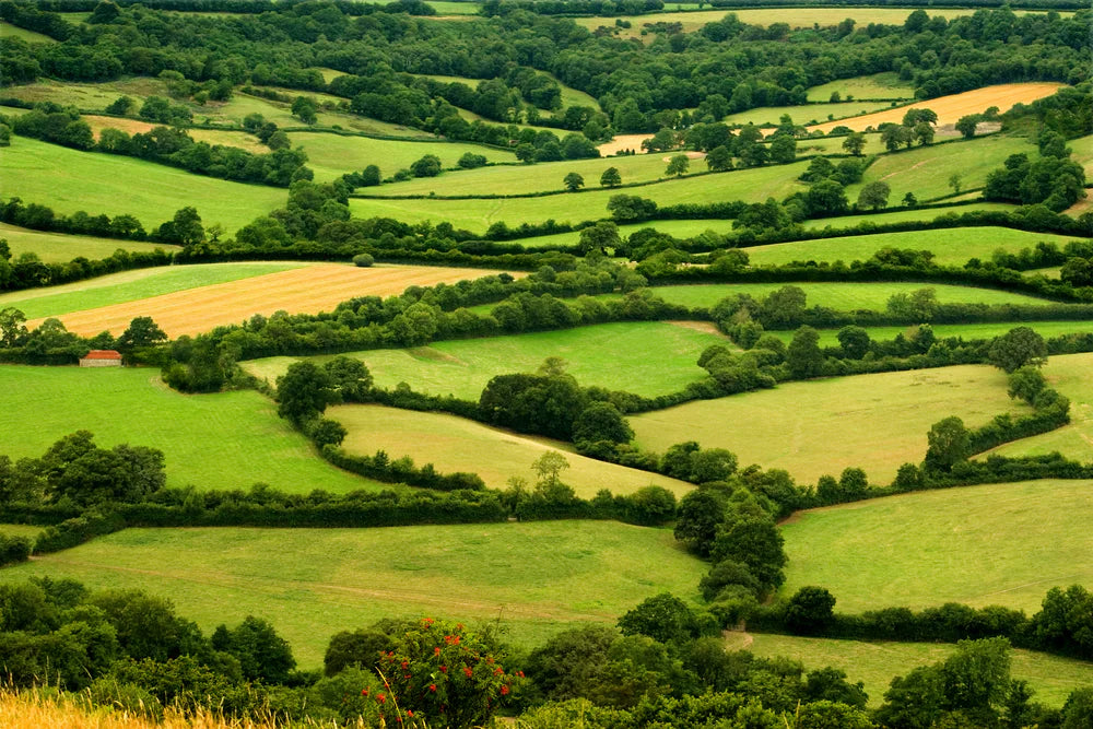 Trees by Post- Supplier of Tree Seedlings, Shrubs and Hedging Plants in the UK