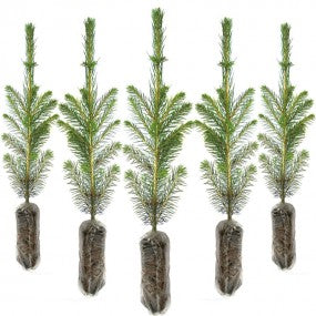 Explaining the difference between cell grown tree seedlings v bare root tree seedlings
