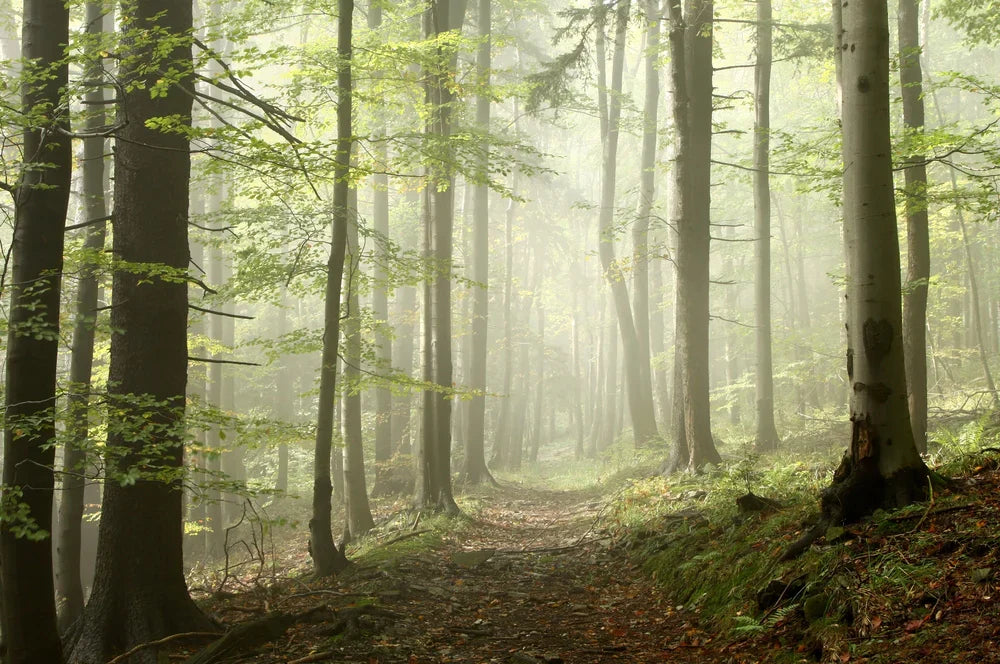 Planting Trees in November