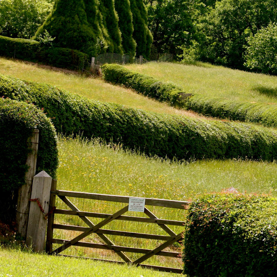 Deciduous Hedging Plug Plants  UK Grown, Year-Round Planting