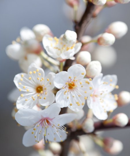 Popular Tree Saplings to Plant in June