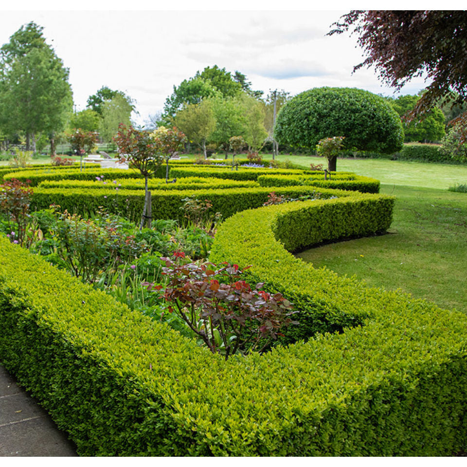 Hedging Saplings & Plants