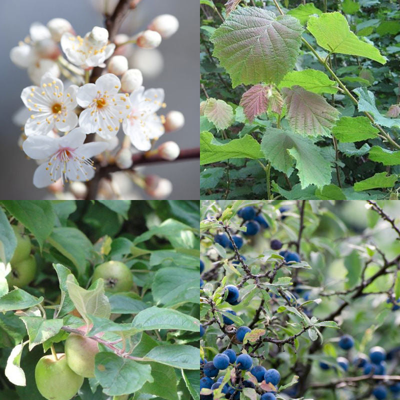 Fruit & Nut Tree Saplings