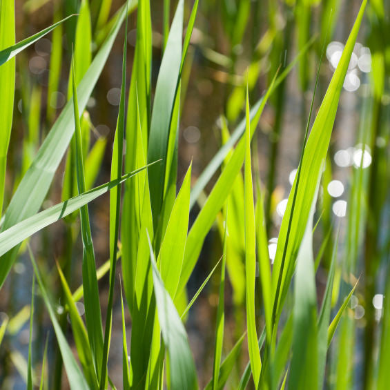Marginal Plants for Ponds & Wetlands – UK Delivery