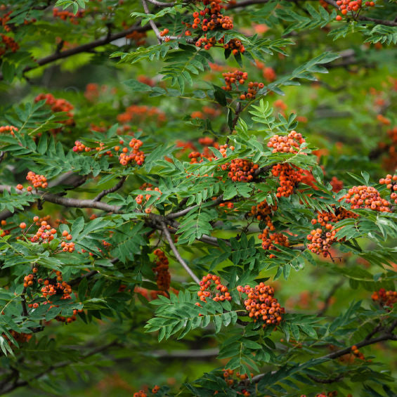 Tree Saplings & Seedlings