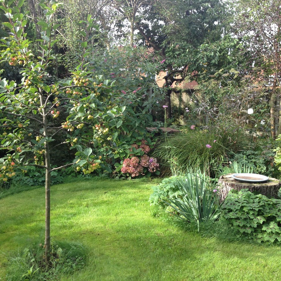 Hardy UK-Grown Garden Plants & Shrubs  Fast Delivery