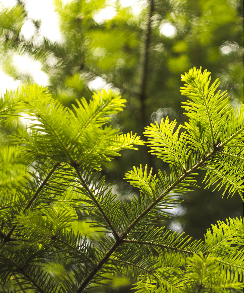 European Silver Fir - Abies alba - Trees by Post