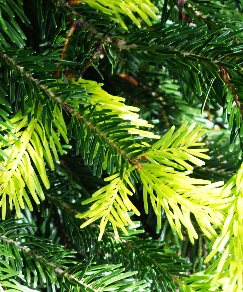 Grand Fir - Abies grandis - Trees by Post