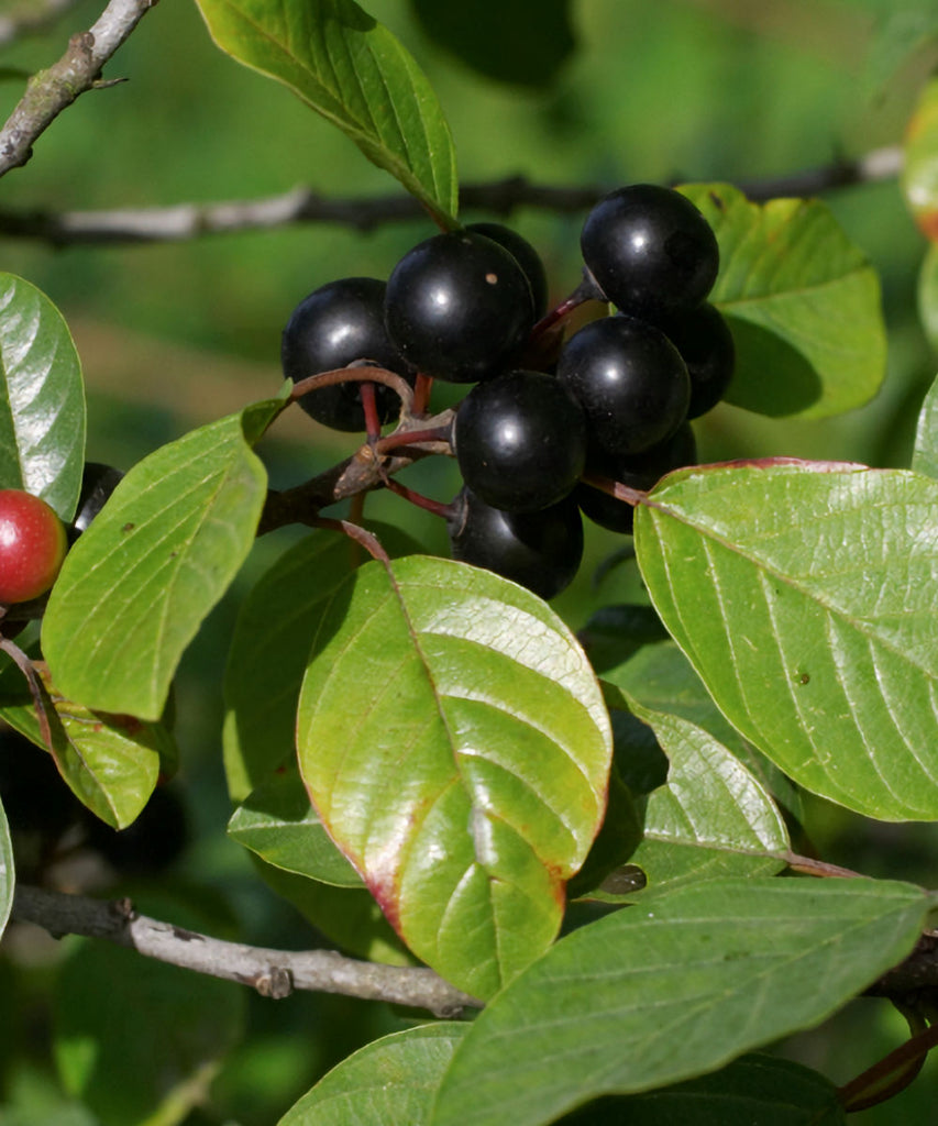 Alder Buckthorn - Rhamnus frangula - Trees by Post