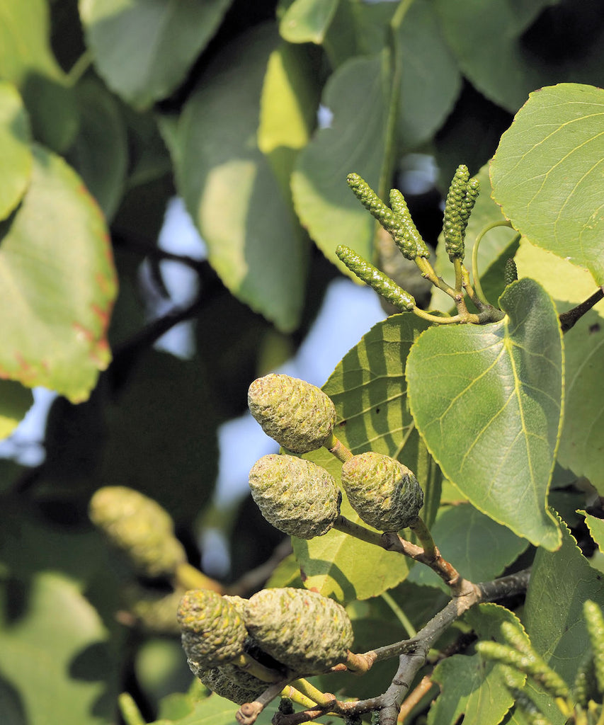 Italian Alder Trees - Alnus cordata - Trees by Post