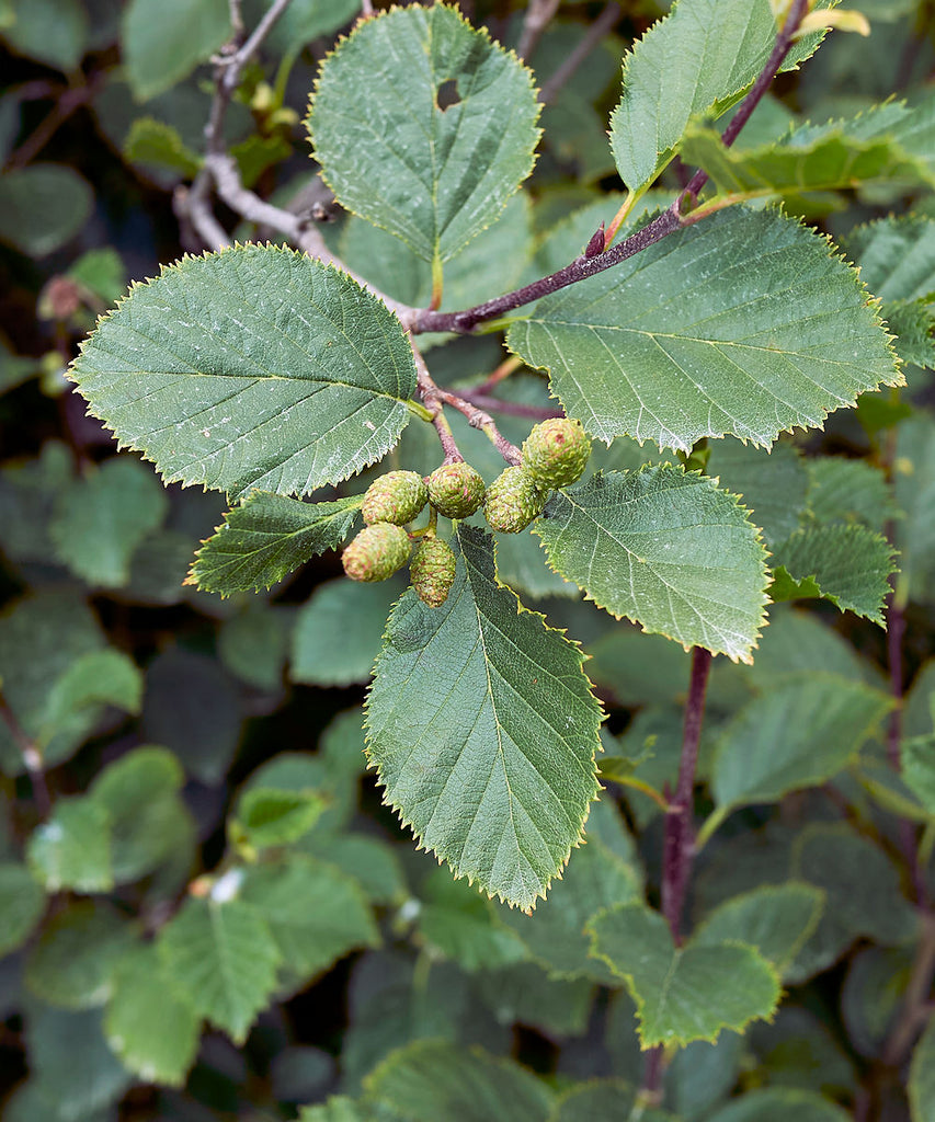 Grey Alder Trees - Alnus incana - Trees by Post