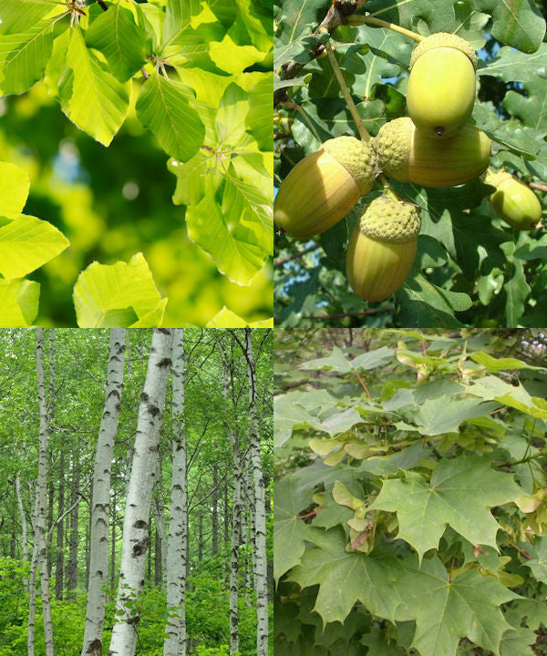 Buy Autumn Colours Tree Mix – 4 or 8 Trees | UK Delivery