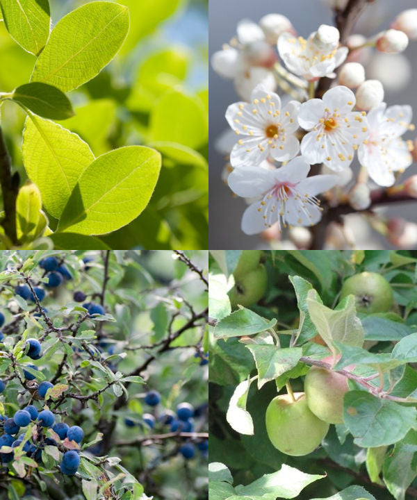 Be Best Tree Buy Bee Friendly Tree Mix Pack – 4 or 8 UK-Grown Trees