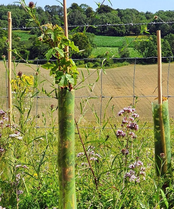 Bio Bio Tree Buy Bio Spiral Tree Guards – Biodegradable Protection UK