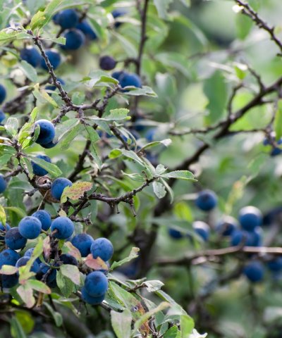 Bee Friendly Tree Mix - Trees by Post