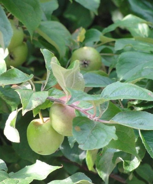 Native Hedging Mix - Trees by Post