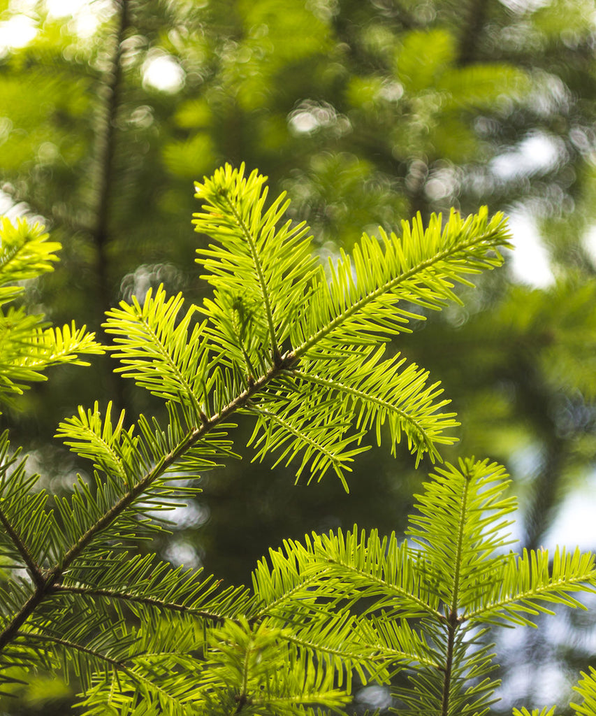 European Silver Fir - Abies alba - Trees by Post