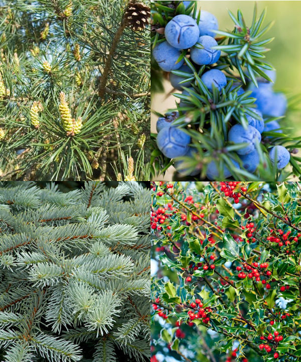 Buy Evergreen Tree Mix - Juniper, Scot's Pine, Blue Spruce, Holly