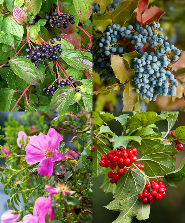 Buy Garden Shrub Mix Selection Pack – Native & Evergreen Shrubs