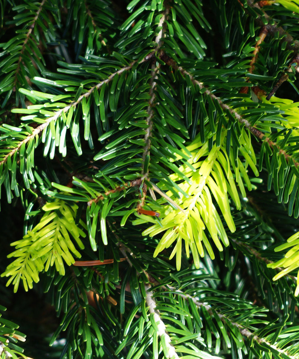 Grand Fir