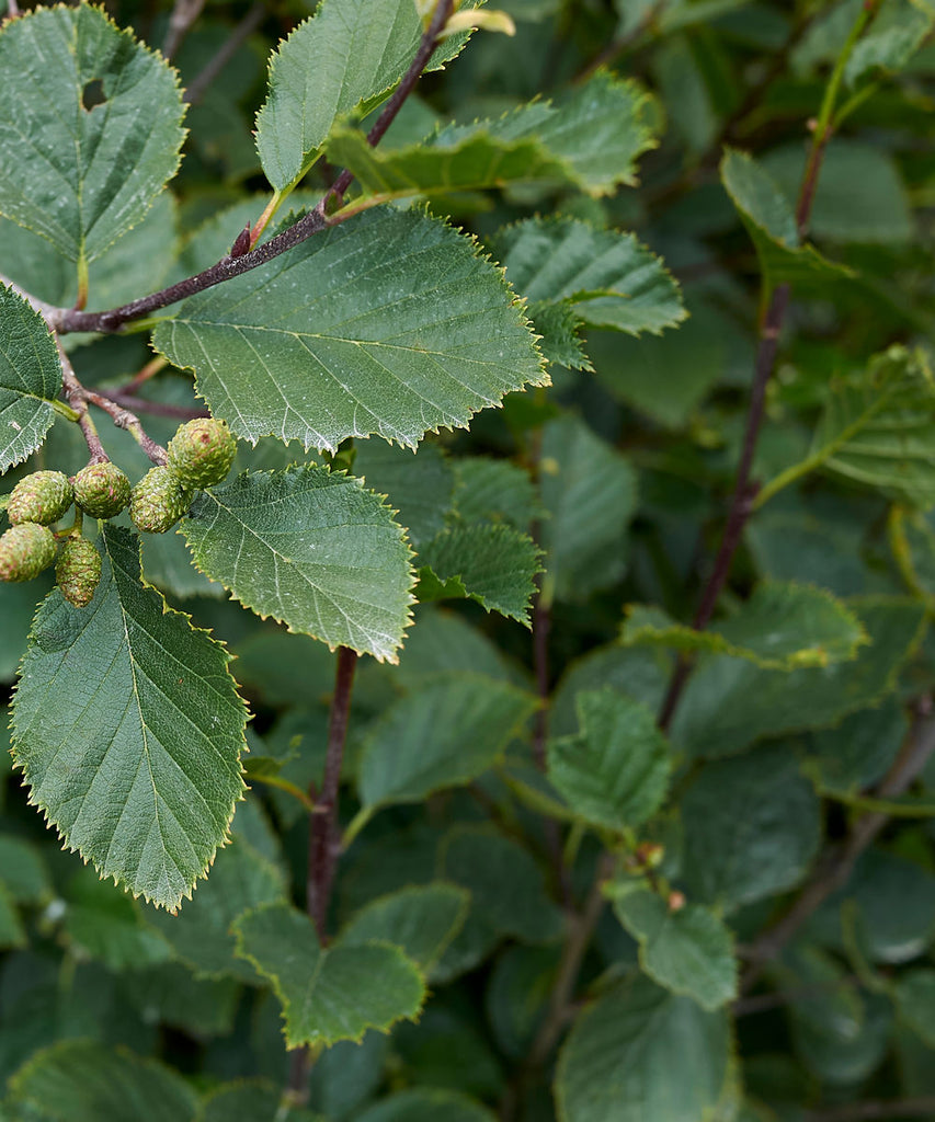 Grey Alder Trees - Alnus incana - Trees by Post