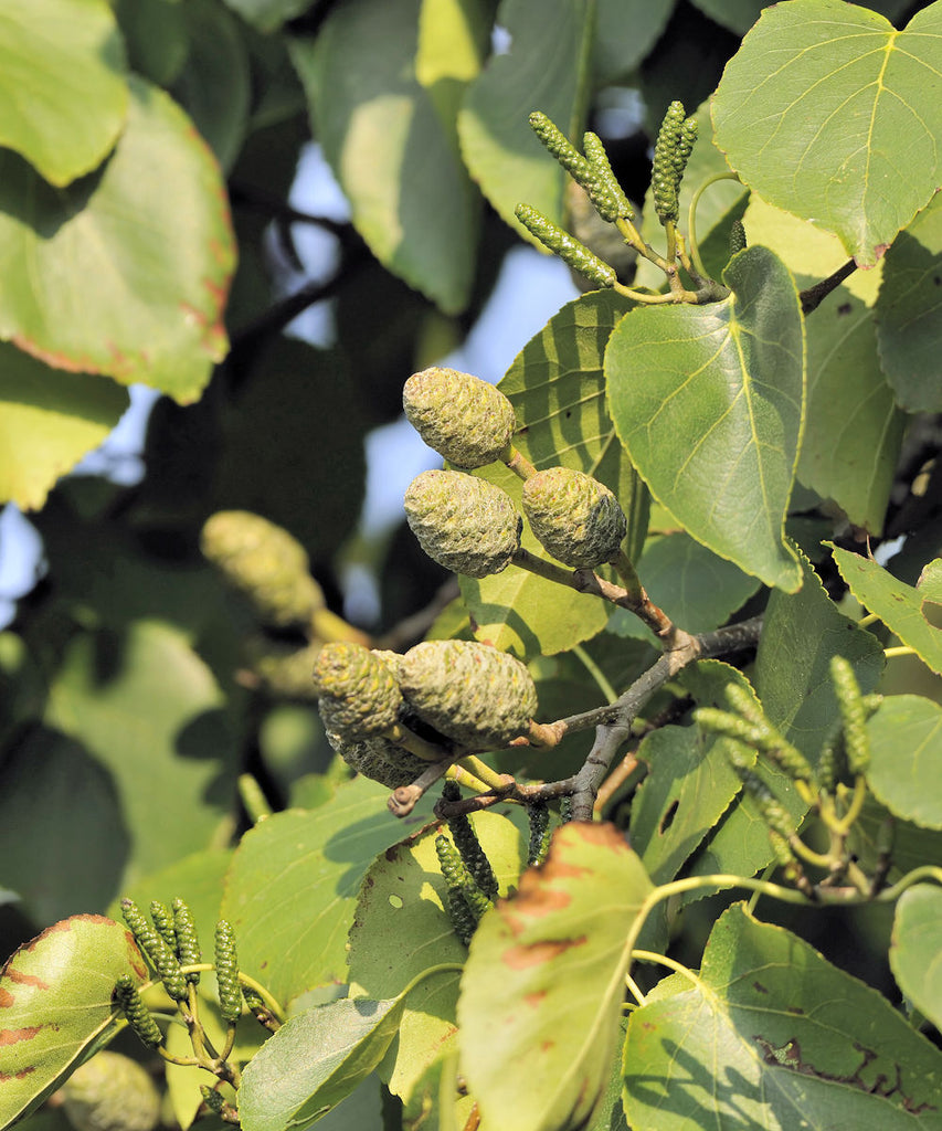 Italian Alder Trees - Alnus cordata - Trees by Post