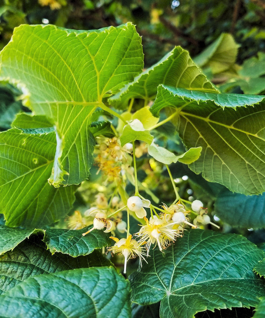 Large-Leaved Lime - Tilia platyphyllos - Trees by Post